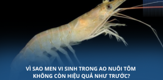 Vì sao men vi sinh trong ao nuôi tôm không còn hiệu quả như trước?